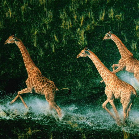 Жирафы в дельте реки Окаванго