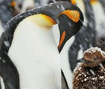 Пингвины-садисты