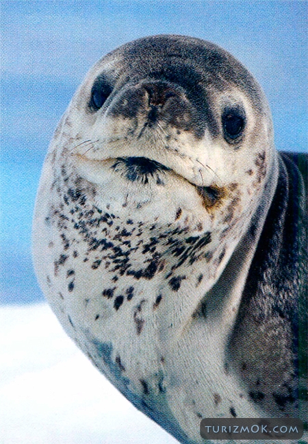 Морской леопард — обитатель прибрежных вод Антарктиды
