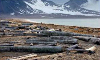 К берегам Гренландии прибивает деревья